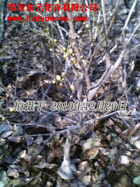 ܰ÷׮1